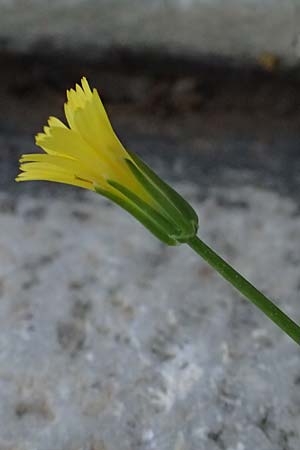 Rhagadiolus stellatus \ Sternfr�chtiger Sichelsalat, Stern-Lattich / Star Hawkbit, Kos Asklepion 13.4.2026