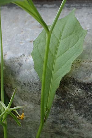 Rhagadiolus stellatus \ Sternfr�chtiger Sichelsalat, Stern-Lattich / Star Hawkbit, Kos Asklepion 13.4.2026
