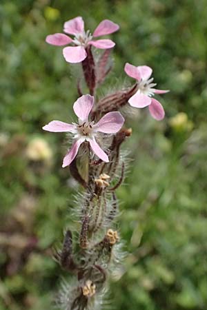 Silene gallica \ Franz�sisches Leimkraut / Windmill Pink, Small-flowered Catchfly, Kos Kephalos 8.4.2026
