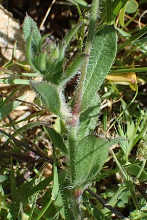 Silene gallica \ Franz�sisches Leimkraut / Windmill Pink, Small-flowered Catchfly, Kos Kephalos 8.4.2026