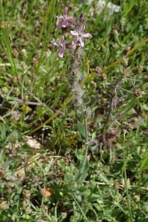 Silene gallica \ Franz�sisches Leimkraut / Windmill Pink, Small-flowered Catchfly, Kos Kephalos 8.4.2026