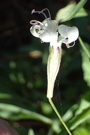 Silene italica \ Italienisches Leimkraut / Italian Campion, Kos Zia 13.4.2026