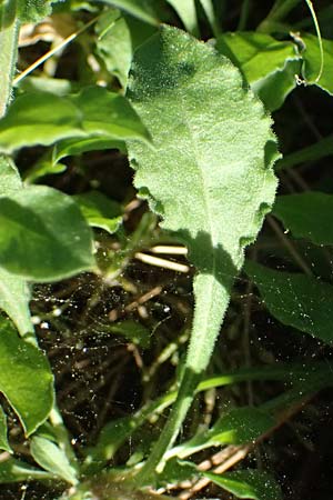 Silene italica \ Italienisches Leimkraut / Italian Campion, Kos Zia 13.4.2026