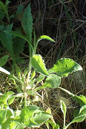 Silene italica \ Italienisches Leimkraut / Italian Campion, Kos Zia 13.4.2026