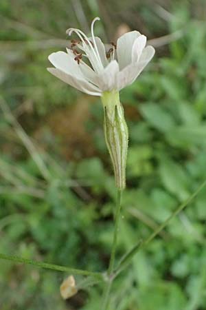 Silene italica \ Italienisches Leimkraut / Italian Campion, Kos Dikeos 14.4.2026