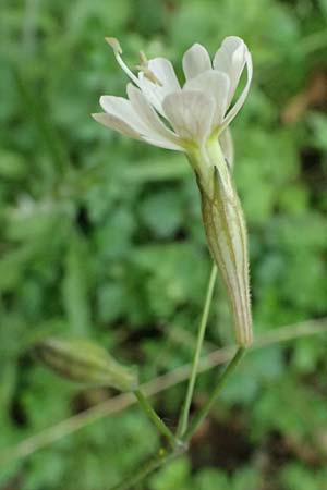 Silene italica \ Italienisches Leimkraut / Italian Campion, Kos Dikeos 14.4.2026