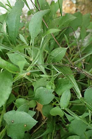 Silene italica \ Italienisches Leimkraut / Italian Campion, Kos Dikeos 14.4.2026