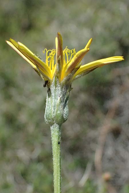 Scorzonera mollis / Soft Viper's Grass, Kos Agios Nektarios 10.4.2026