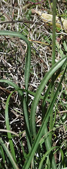Scorzonera mollis / Soft Viper's Grass, Kos Agios Nektarios 10.4.2026