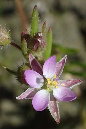 Spergularia marina \ Salz-Schuppenmiere, Kos Salt-Lake Alikes 9.4.2026