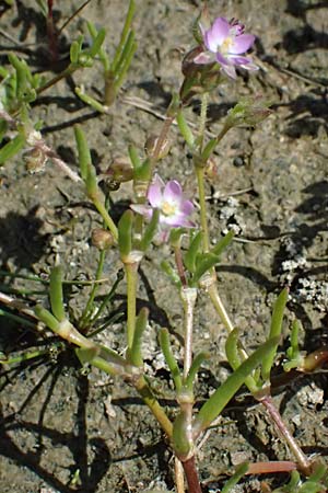 Spergularia marina \ Salz-Schuppenmiere, Kos Salt-Lake Alikes 9.4.2026