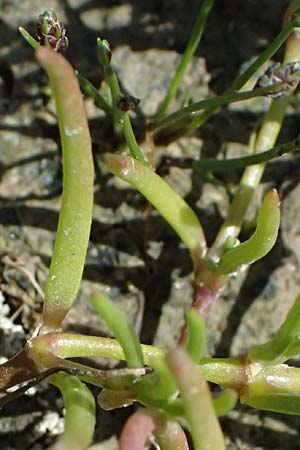 Spergularia marina \ Salz-Schuppenmiere, Kos Salt-Lake Alikes 9.4.2026