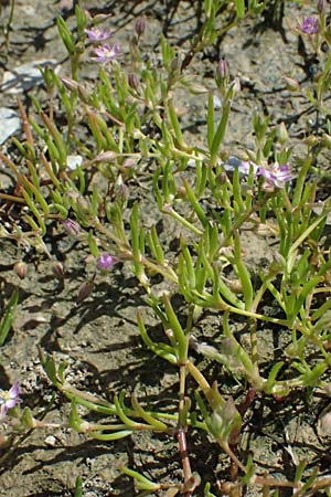 Spergularia marina \ Salz-Schuppenmiere, Kos Salt-Lake Alikes 9.4.2026