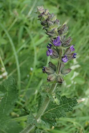 Salvia verbenaca \ Eisenkraut-Salbei / Wild Clary, Kos Zipari 9.4.2026