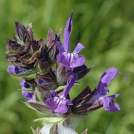 Salvia verbenaca \ Eisenkraut-Salbei / Wild Clary, Kos  11.4.2026