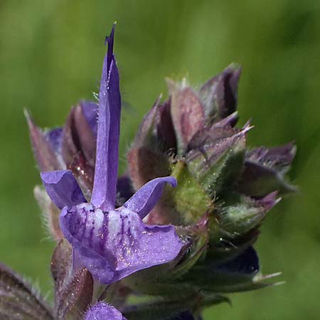 Salvia verbenaca \ Eisenkraut-Salbei / Wild Clary, Kos  11.4.2026