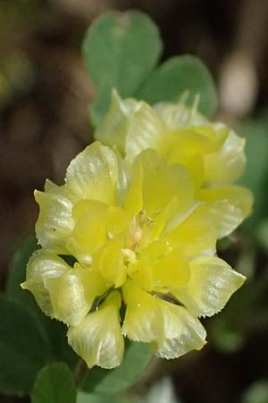 Trifolium campestre \ Gelber Acker-Klee, Feld-Klee / Hop Trefoil, Kos Salt-Lake Alikes 9.4.2026