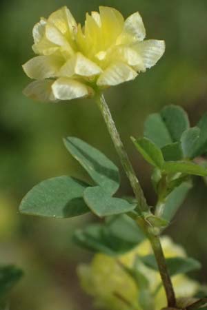 Trifolium campestre \ Gelber Acker-Klee, Feld-Klee / Hop Trefoil, Kos Salt-Lake Alikes 9.4.2026
