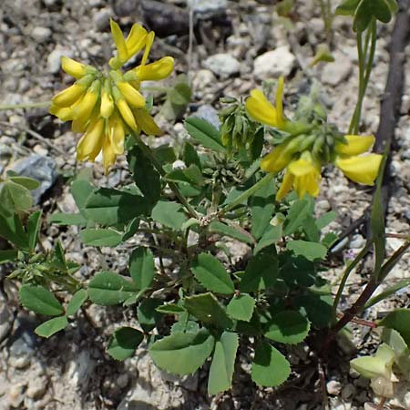 Trigonella balansae \ Balansas Bockshornklee / Balansa's Fenugreek, Kos Kephalos 8.4.2026