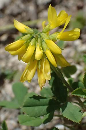 Trigonella balansae \ Balansas Bockshornklee / Balansa's Fenugreek, Kos Kephalos 8.4.2026