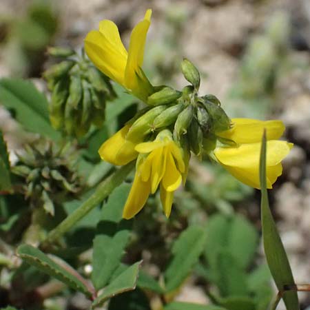 Trigonella balansae \ Balansas Bockshornklee / Balansa's Fenugreek, Kos Kephalos 8.4.2026