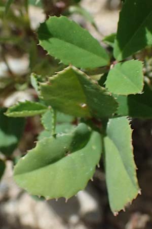 Trigonella balansae \ Balansas Bockshornklee / Balansa's Fenugreek, Kos Kephalos 8.4.2026
