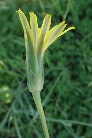 Scorzonera elata \ Hohe Schwarzwurzel, Kos Agios Nektarios 10.4.2026