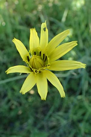 Scorzonera elata \ Hohe Schwarzwurzel, Kos Agios Nektarios 10.4.2026