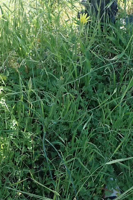 Scorzonera elata \ Hohe Schwarzwurzel, Kos Agios Nektarios 10.4.2026