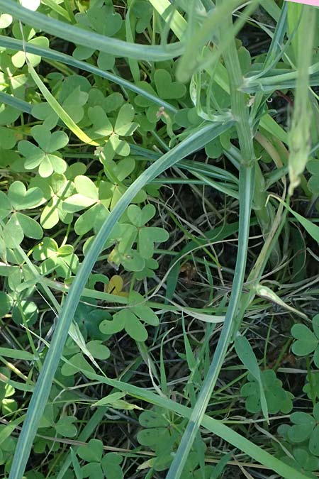 Scorzonera elata \ Hohe Schwarzwurzel, Kos Agios Nektarios 10.4.2026