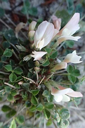 Trifolium uniflorum \ Einbl�tiger Klee, Kos Kephalos 8.4.2026