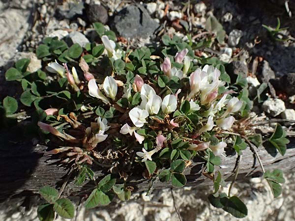Trifolium uniflorum \ Einbl�tiger Klee, Kos Kephalos 8.4.2026