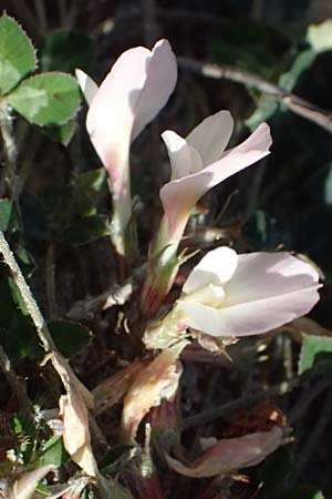 Trifolium uniflorum \ Einbl�tiger Klee, Kos Kephalos 8.4.2026