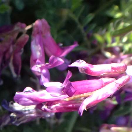 Vicia villosa subsp. eriocarpa \ Wollsamige Zottel-Wicke / Woollyseed Fodder Vetch, Kos Kephalos 8.4.2026
