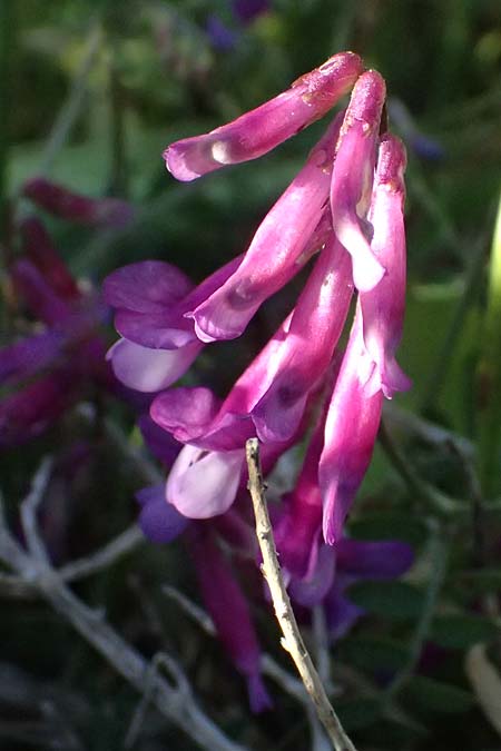 Vicia villosa subsp. eriocarpa \ Wollsamige Zottel-Wicke / Woollyseed Fodder Vetch, Kos Kephalos 8.4.2026