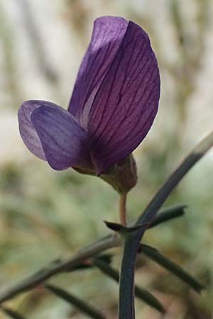 Vicia peregrina \ Fremde Wicke / Wandering Vetch, Kos Hippokrates Garden 12.4.2026