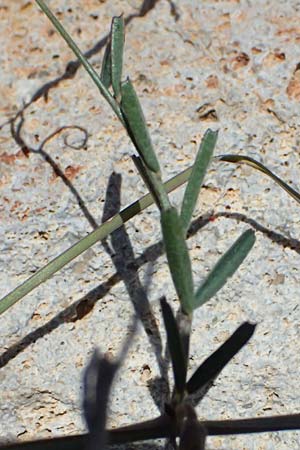 Vicia peregrina \ Fremde Wicke / Wandering Vetch, Kos Hippokrates Garden 12.4.2026