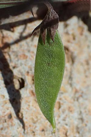 Vicia peregrina \ Fremde Wicke / Wandering Vetch, Kos Hippokrates Garden 12.4.2026