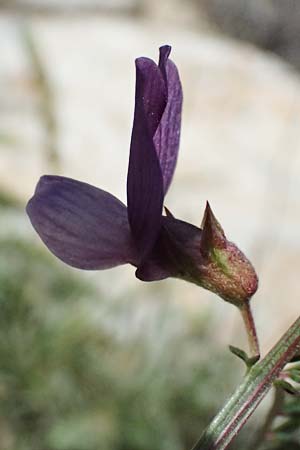 Vicia peregrina \ Fremde Wicke / Wandering Vetch, Kos Hippokrates Garden 12.4.2026
