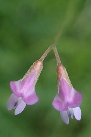Vicia pubescens \ Flaumige Wicke / Downy Vetch, Kos Embros Therme 15.4.2026