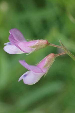 Vicia pubescens \ Flaumige Wicke / Downy Vetch, Kos Embros Therme 15.4.2026