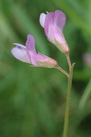 Vicia pubescens \ Flaumige Wicke / Downy Vetch, Kos Embros Therme 15.4.2026