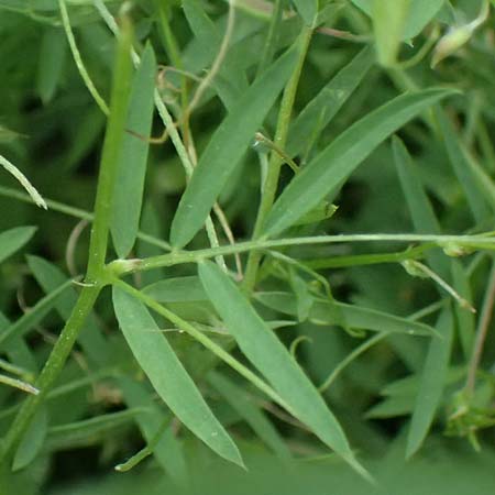 Vicia pubescens \ Flaumige Wicke / Downy Vetch, Kos Embros Therme 15.4.2026