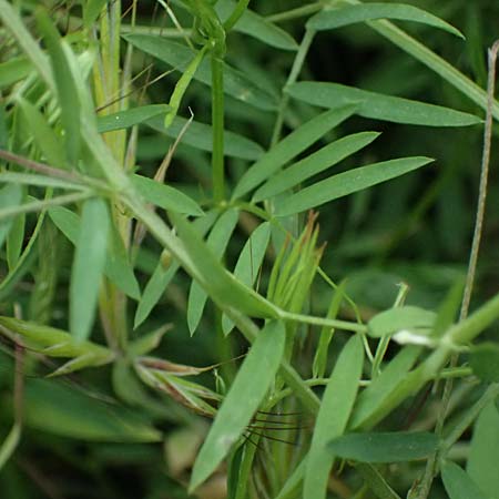 Vicia pubescens \ Flaumige Wicke / Downy Vetch, Kos Embros Therme 15.4.2026