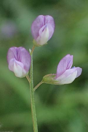 Vicia pubescens \ Flaumige Wicke / Downy Vetch, Kos Embros Therme 15.4.2026