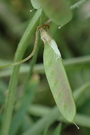 Vicia pubescens \ Flaumige Wicke / Downy Vetch, Kos Embros Therme 15.4.2026