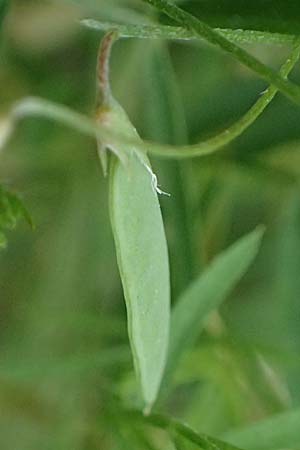 Vicia pubescens \ Flaumige Wicke / Downy Vetch, Kos Embros Therme 15.4.2026