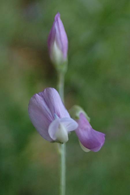 Vicia peregrina \ Fremde Wicke / Wandering Vetch, Kos Asklepion 13.4.2026