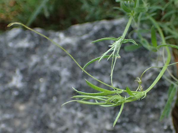 Vicia peregrina \ Fremde Wicke / Wandering Vetch, Kos Asklepion 13.4.2026