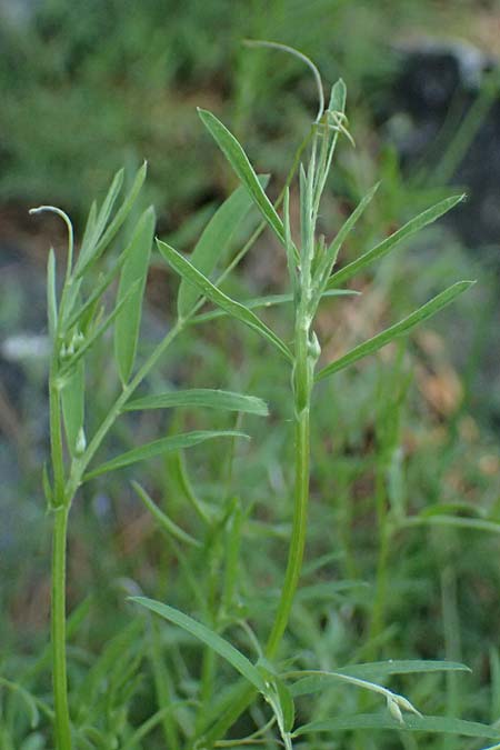 Vicia peregrina \ Fremde Wicke / Wandering Vetch, Kos Asklepion 13.4.2026